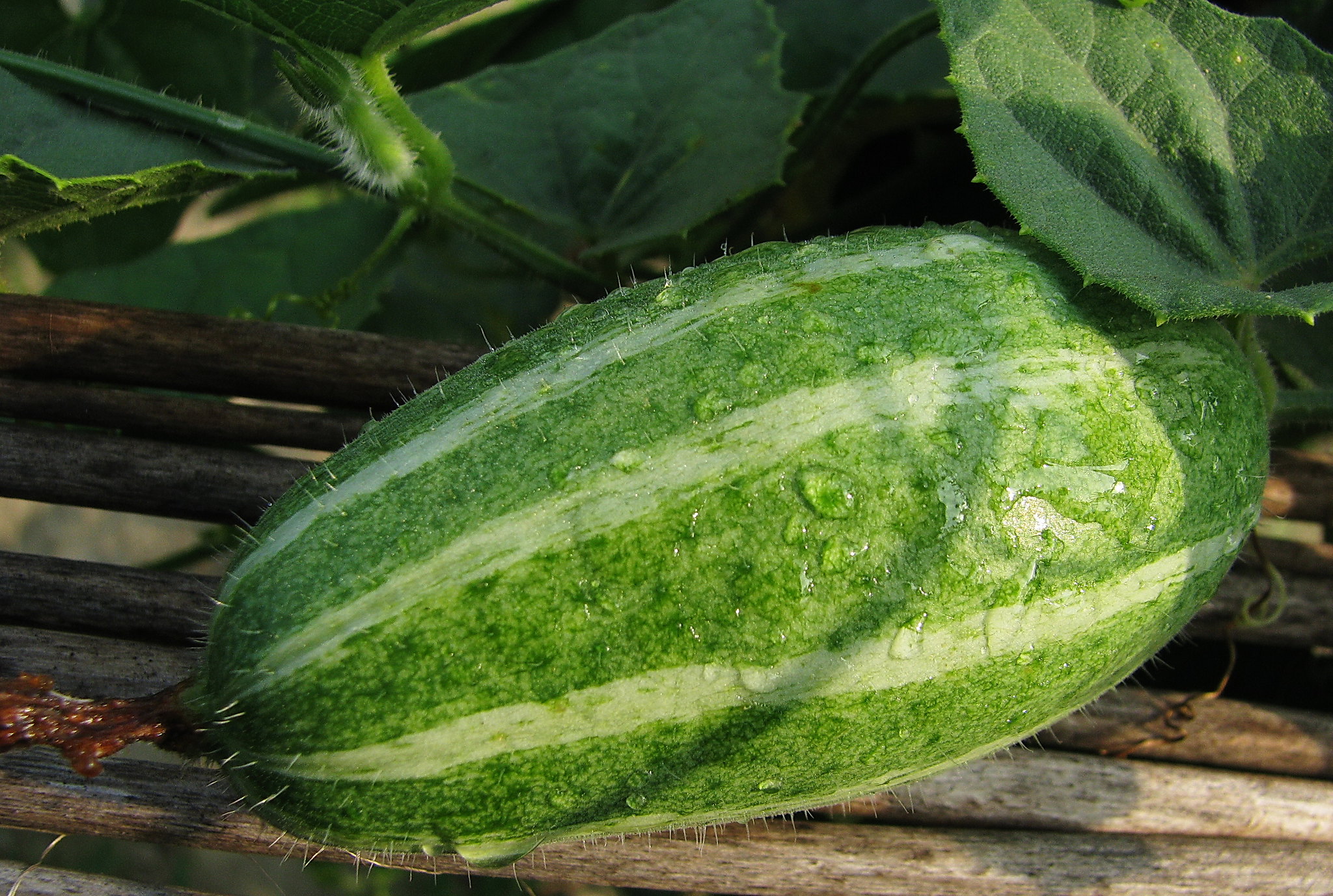 Pointed gourd