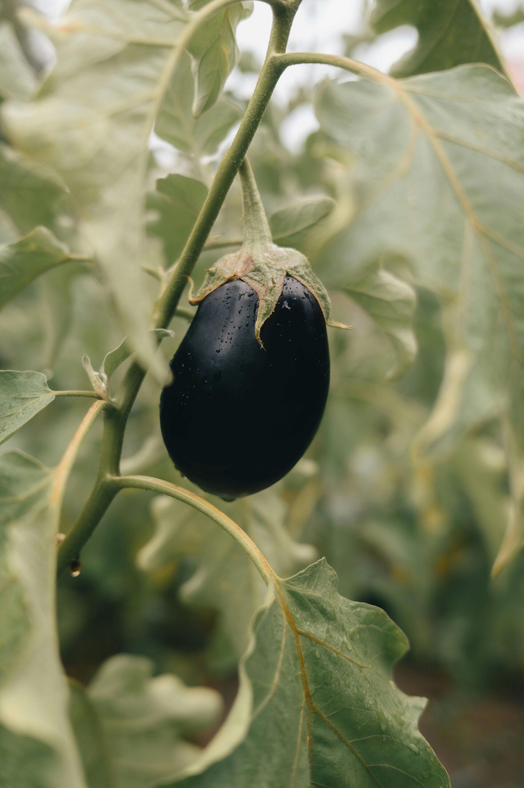 Eggplant